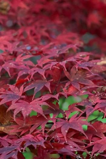 Клен пальмолистий Ред Емперор|Acer palmatum ’Red Emperor’|Клен Ред Емперор